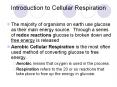 Introduction to Cellular Respiration PowerPoint PPT Presentation