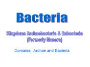 Bacteria