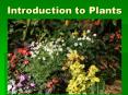 Introduction to Plants PowerPoint PPT Presentation