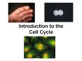 Introduction to the Cell Cycle PowerPoint PPT Presentation