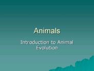 Animals