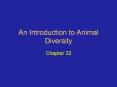 An Introduction to Animal Diversity PowerPoint PPT Presentation