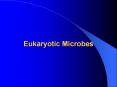 Eukaryotic Microbes PowerPoint PPT Presentation