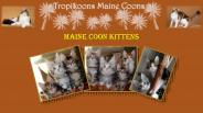 Maine Coon Kittens
