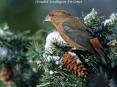 Crossbill Feeding on Fir Cones PowerPoint PPT Presentation