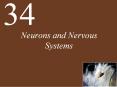 Neurons and Nervous Systems PowerPoint PPT Presentation