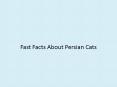 Fast Facts About Persian Cats PowerPoint PPT Presentation