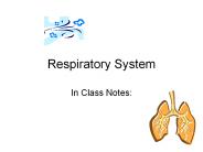 Respiratory%20System
