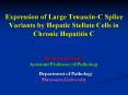 Expression of Large Tenascin-C Splice Variants by Hepatic Stellate Cells in Chronic Hepatitis C PowerPoint PPT Presentation