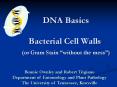 DNA Basics Bacterial Cell Walls (or Gram Stain  PowerPoint PPT Presentation