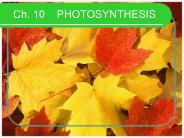 Ch. 10  PHOTOSYNTHESIS