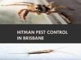 Hitman Pest Control In Brisbane PowerPoint PPT Presentation
