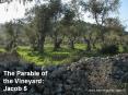 The Parable of the Vineyard: Jacob 5 PowerPoint PPT Presentation
