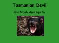 Tasmanian Devil PowerPoint PPT Presentation