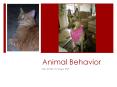 Animal Behavior PowerPoint PPT Presentation