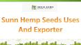 Sunn Hemp Seeds Uses And Exporter