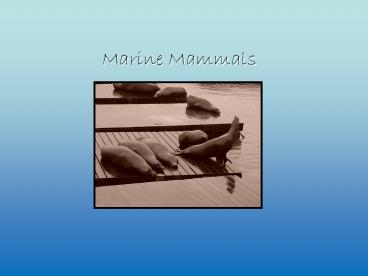 Marine Mammals