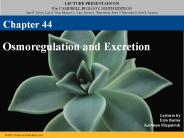 Osmoregulation and Excretion