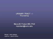 URINARY TRACT 