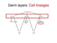 Germ%20layers:%20Cell%20lineages
