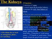 The Kidneys PowerPoint PPT Presentation