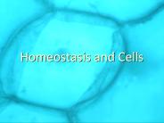 Homeostasis and Cells