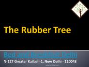 The Rubber Tree Bed And Breakfast, Delhi