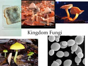 Kingdom Fungi