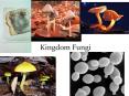 Kingdom Fungi PowerPoint PPT Presentation