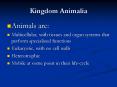 Kingdom Animalia PowerPoint PPT Presentation