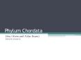 Phylum Chordata PowerPoint PPT Presentation