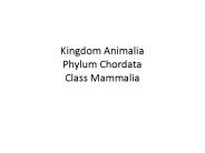 Kingdom Animalia Phylum Chordata Class Mammalia