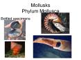 Mollusks Phylum Mollusca PowerPoint PPT Presentation