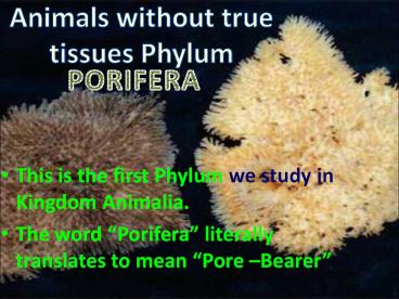 This is the first Phylum we study in Kingdom Animalia.