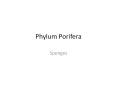 Phylum Porifera PowerPoint PPT Presentation
