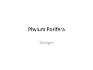 Phylum Porifera
