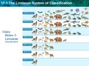Class Notes 1: Linnaean Classification
