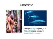 Chordate