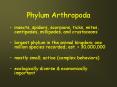 Phylum Arthropoda PowerPoint PPT Presentation