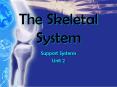 The Skeletal System PowerPoint PPT Presentation