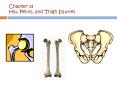 Chapter 13 Hip, Pelvis, and Thigh Injuries PowerPoint PPT Presentation