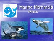 Marine Mammals