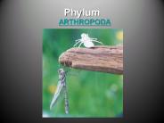 Phylum