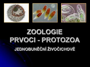 ZOOLOGIE PRVOCI - PROTOZOA