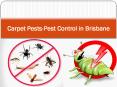 Carpet Pests-Pest Control in Brisbane PowerPoint PPT Presentation