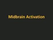 Midbrain Activation