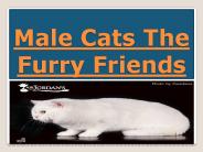 The Furry Friend Male Cats