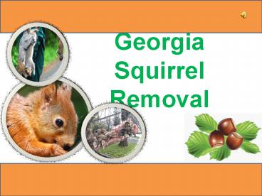 Atlanta Pest Solution | Georgia Squirrel Removal