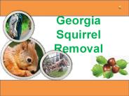 Atlanta Pest Solution | Georgia Squirrel Removal