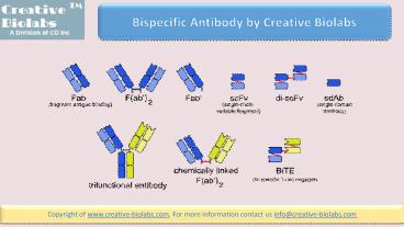 Bispecific Antibody by Creative Biolabs
